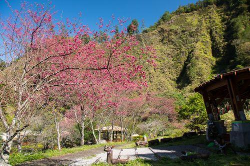 山櫻綻放 百鳥齊鳴 八仙山森林遊樂區邀您「賞櫻森林浴」!