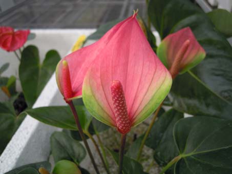 高雄場盆花火鶴「高雄1號」及「高雄2號」品種授權業界利用