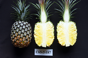 鳳梨新品種─臺農22號「蜜香鳳梨」