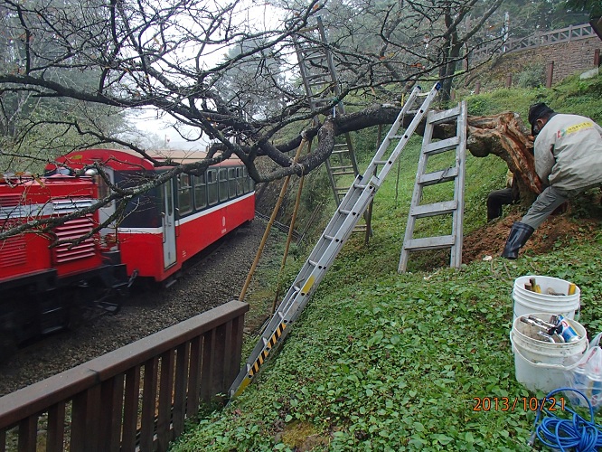 林務局聘請樹醫生專業治療 阿里山老櫻花展生機