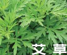 龍牙草‧艾草‧含笑花
