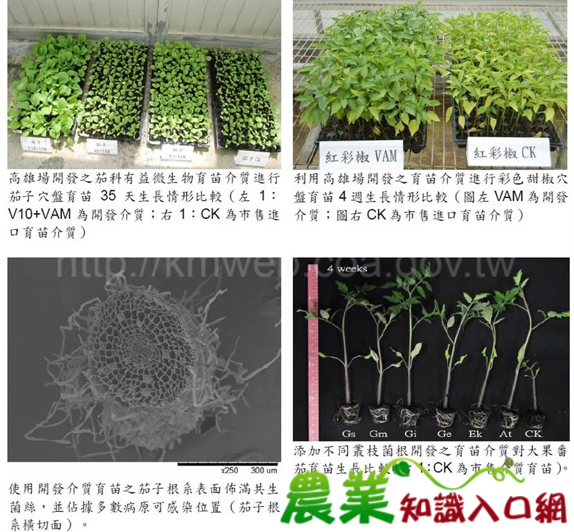 茄科有益微生物育苗介質授權業界─育苗接種一把罩