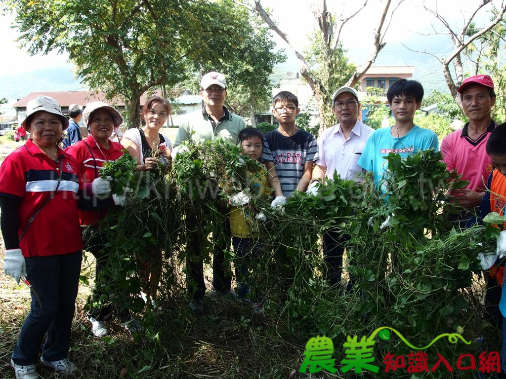 除「綠癌」，不要「蔓」！花蓮林管處於林榮社區宣導消滅「生態殺手」小花蔓澤蘭