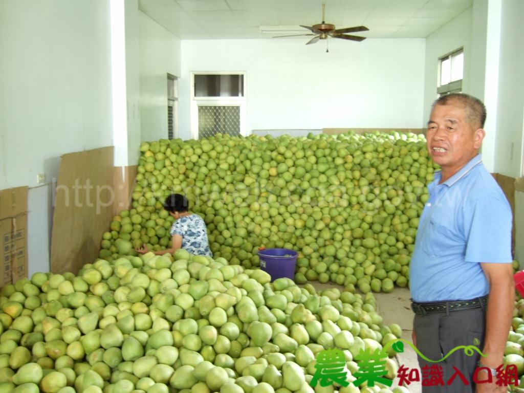 鶴岡優質老欉，產地及品質雙重保證 林明程-花蓮縣文旦柚評鑑金質獎得主