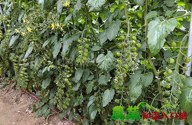 番茄紅了，醫生的臉就綠了 ～臺南區農改場辦理小果番茄健康管理觀摩會