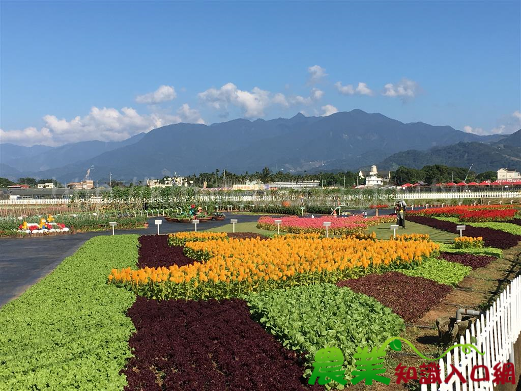 中苗網紅農村 山城慢遊趣