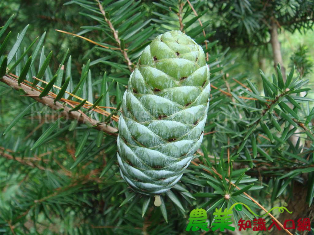 文資法保護臺灣油杉，卻促成外來種油杉引入臺灣- 農業知識入口網