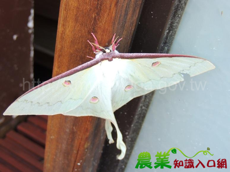 新春遊觸口　“慕光”有看頭