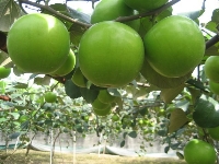 農糧署與地方政府共同開創棗子外銷市場