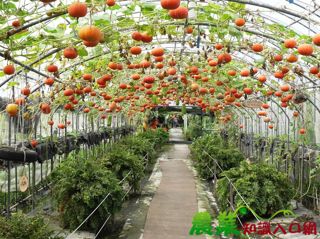 蘭陽農業新氣象　 產地餐桌最時尚