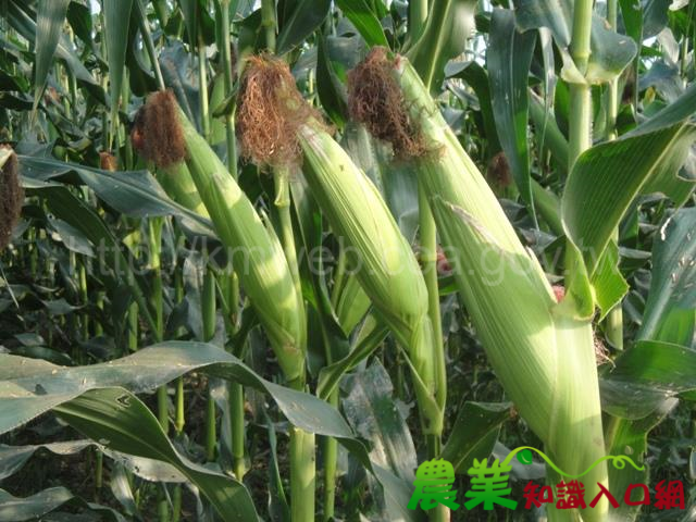 硬質玉米新品種台農七號 生長勢強產量高