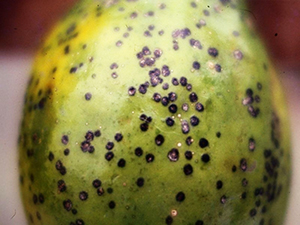 木瓜偶發性病害介紹