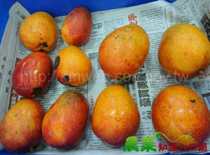 外銷芒果穩定安全生產技術示範觀摩會即將登場