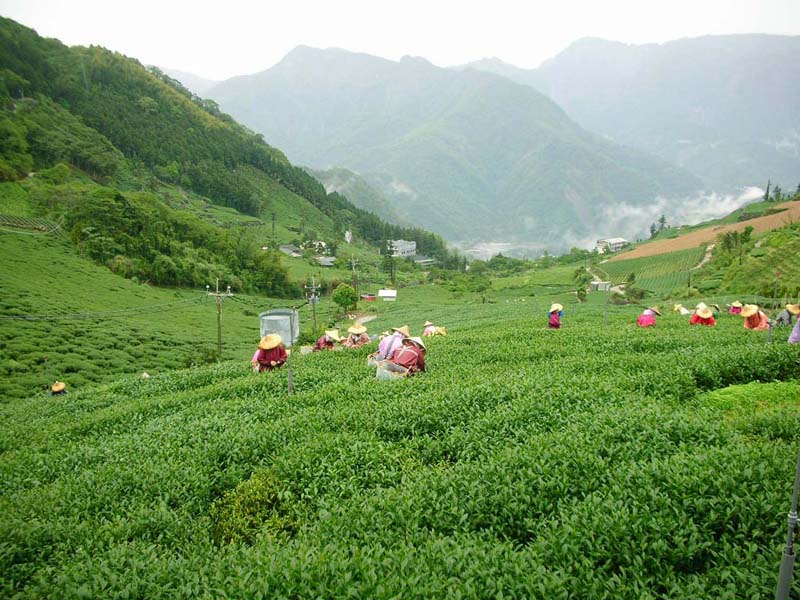 嘉義茶區春茶上市