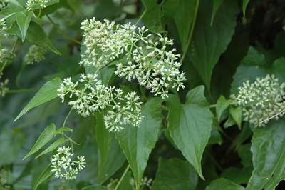 降低綠癌危害 南投林管處收購小花蔓澤蘭