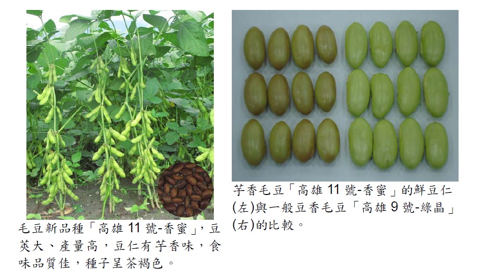 芋香毛豆新品種－高雄11號進軍日本市場
