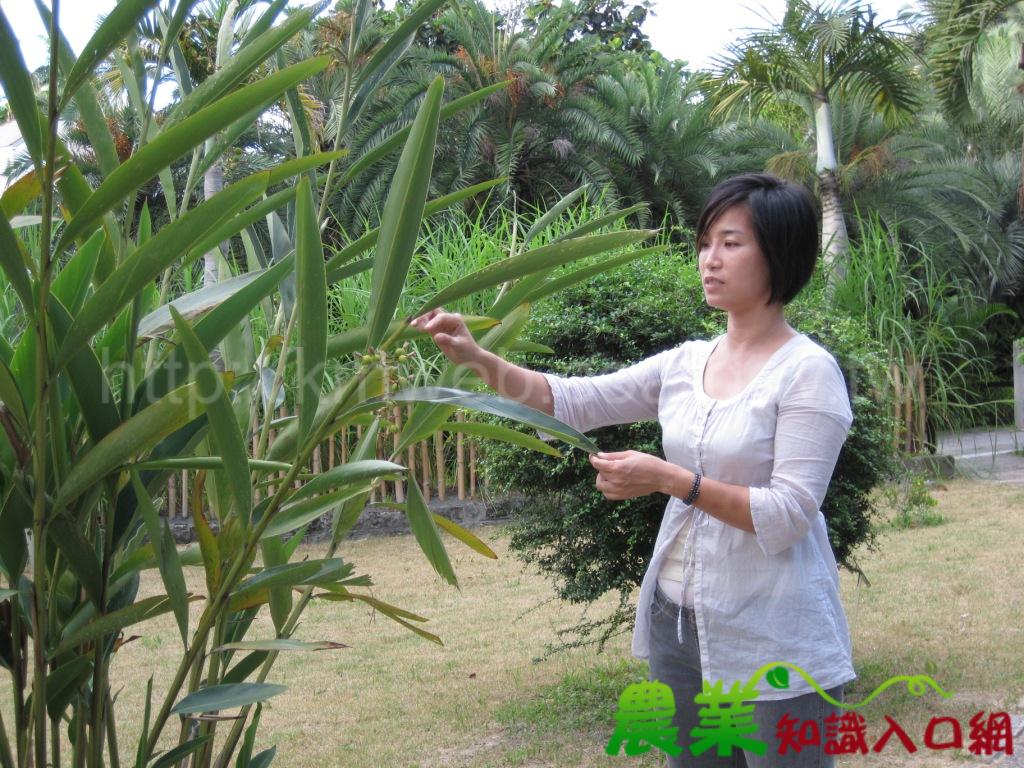 經營專家帶路，讓台北植物園與國際接軌朱麗萍—林業試驗所植物園組助理研究員兼台北植物園園長