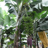香蕉合理化施肥─〝寶島蕉〞之施肥原則