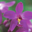 盆花新寵    紫苞舌蘭