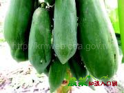 農作物健康診斷-木瓜的蟲害（三）