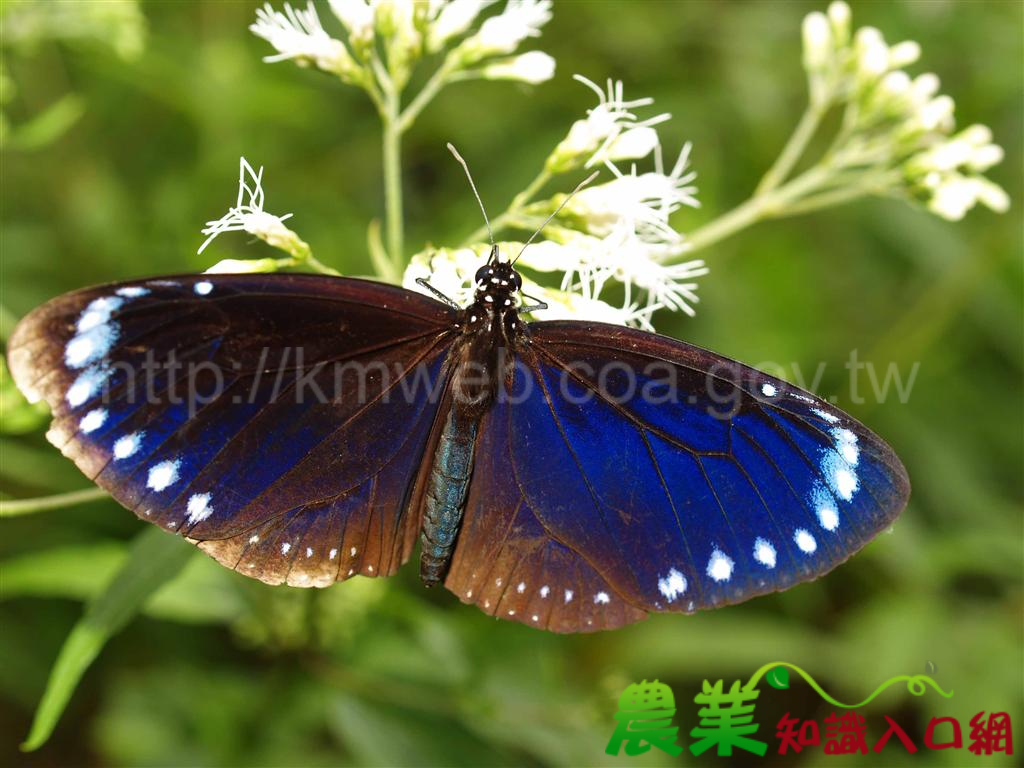 紫班蝶遷徒過境 優質棲息環境