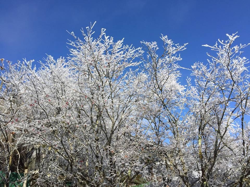 冷氣團發威 太平山下霧淞了