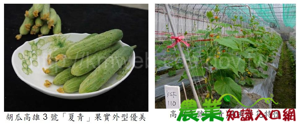 鮮食熱炒兩相宜胡瓜新品種～高雄3號「夏青」