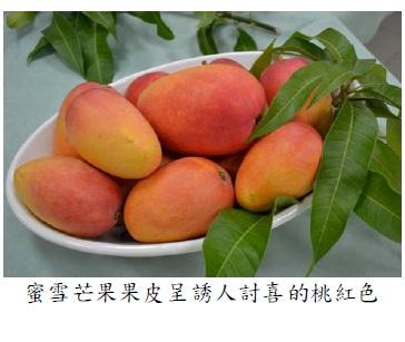 芒果新品種「夏雪」及「蜜雪」栽培管理要領示範觀摩會