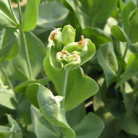 洋桔梗合理化施肥技術示範推廣