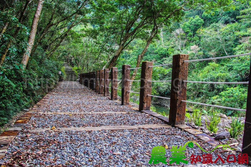 路跑限定，雙流森林遊樂區入園優惠