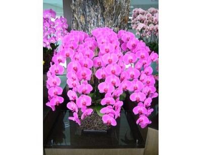 蝴蝶蘭種苗企業化經營輔導　提升我國產業競爭力