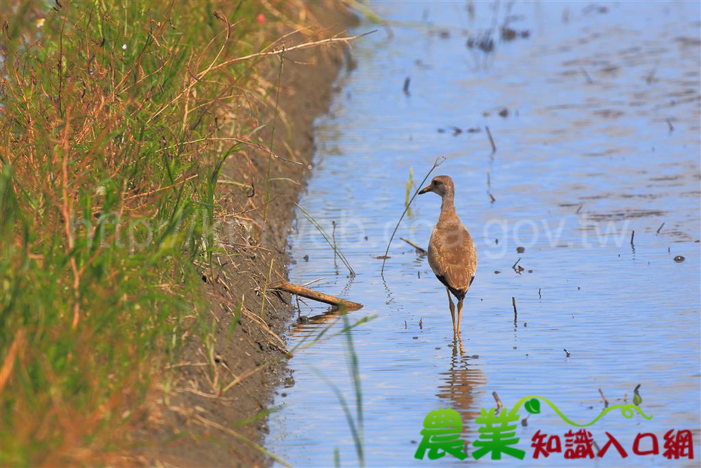 稀有候鳥跳鴴、白額雁報到，羅東林管處與田董米合作打造新南候鳥樂園