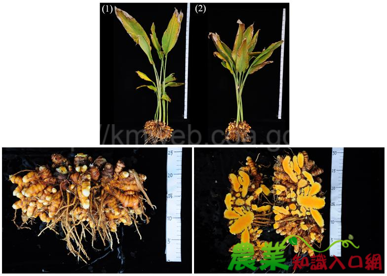 為臺灣保健作物新增生力軍，農試所育成優質薑黃新品系