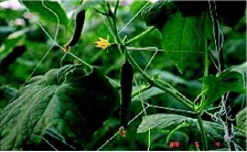 豐年--溫室栽培小胡瓜的新選擇~以色列種