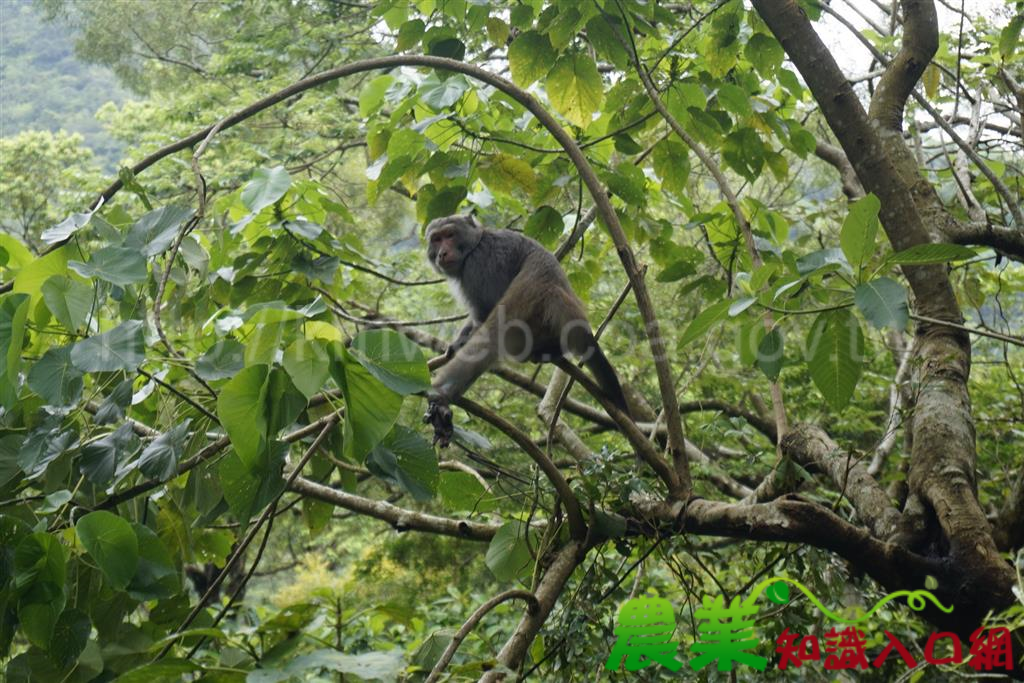 從掙扎到信任　屏東林管處成功救援臺灣獼猴