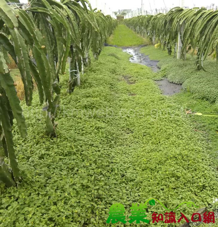 臺東場舉辦「紅龍果果園地被植物栽培示範觀摩會暨與民有約座談會」，農友熱烈參與