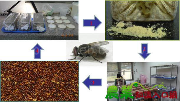 農藥殘留快速檢驗技術整廠輸出