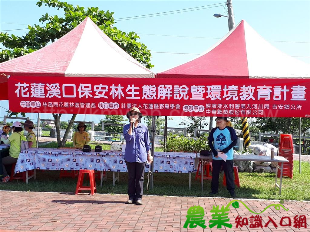 花蓮野鳥學會首度在認養的花蓮溪口保安林舉辦生態博覽會