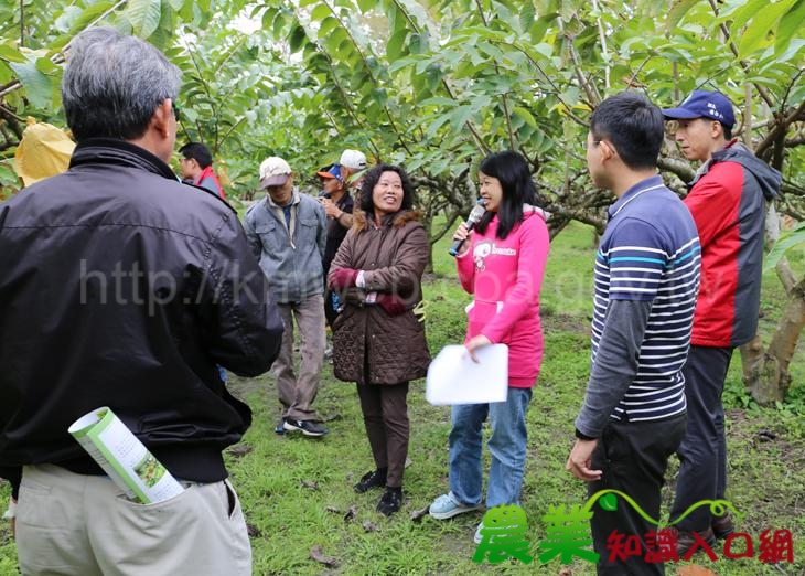 女農當道！鳳梨釋迦優質果園管理細緻又健康