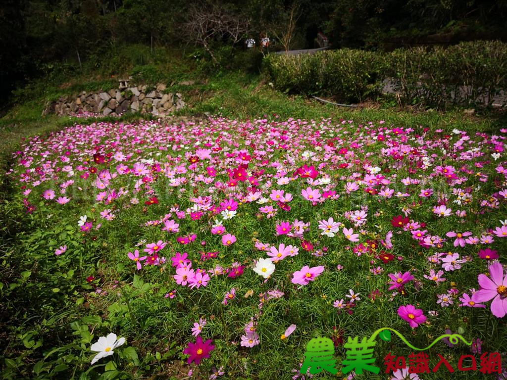 賞花期間限定！來新北銀河社區賞波斯菊漫遊農村