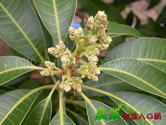 芒果即將進入開花期 ，臺南農改場籲加強小黃薊馬及白粉病防治，確保果實品質