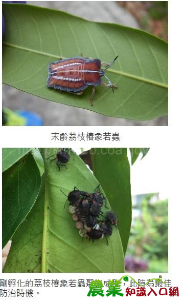 荔枝椿象蠢蠢欲動　請宜蘭民眾注意