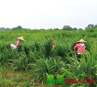 不倒翁狼尾草　台畜草7 號栽培管理技術