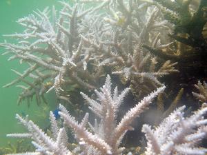 全球19%珊瑚已死亡：暖化效應之錯