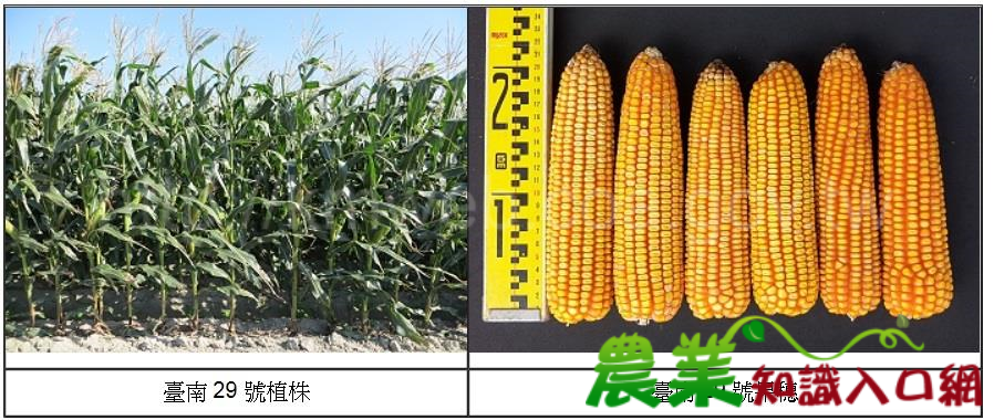省工、節水~硬質玉米新品種臺南 29 號