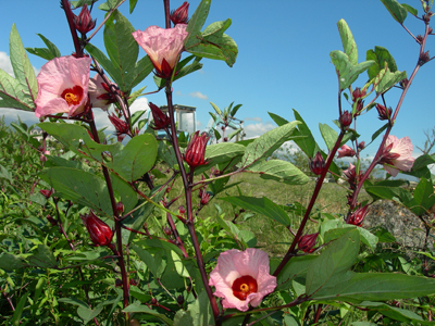 找到您的農場特色　成功經驗交流去
