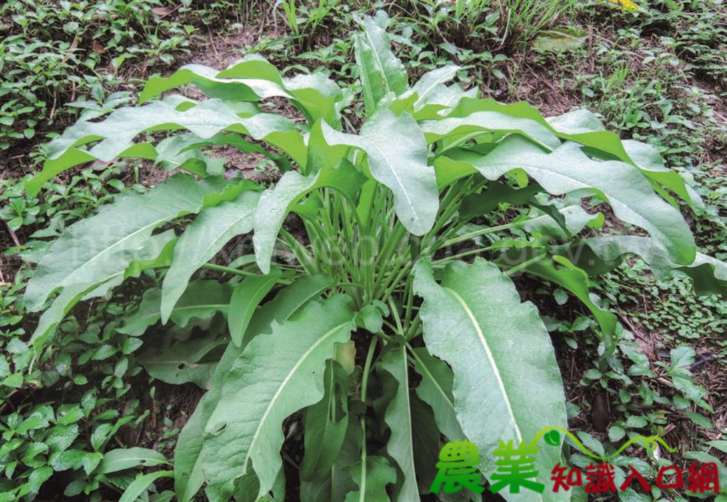 野味，菜籃中的新選擇　正確食用野菜，菜價波動中求穩定