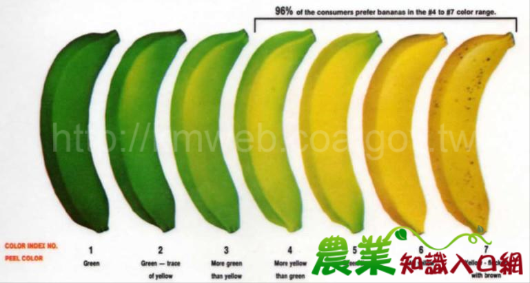香蕉頭尾綠，係低溫催熟自然轉色結果，與致癌無關