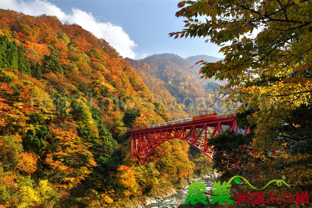 林鐵跨國互惠再與日本黑部峽谷鐵道換票