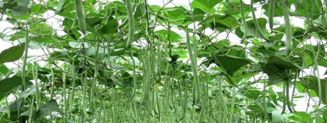 網室栽培菜豆 品質安全更有保障